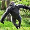 kairikigorilla