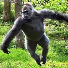 kairikigorilla