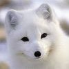 kamigakari.dog1