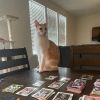 kappiscards