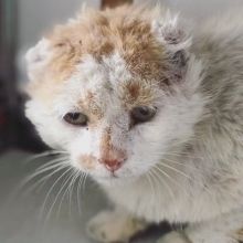 katzenland.ev