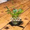 kazever2022