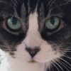 kellyinhilo
