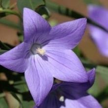 kikyou.bflower