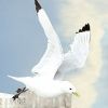 kittiwakestyne