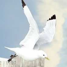 kittiwakestyne