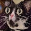 kitty6944