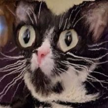 kitty6944
