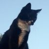 kittyngaa