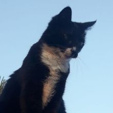 kittyngaa