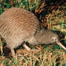 kiwikane