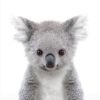 koalatann