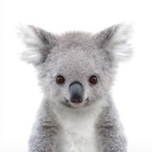 koalatann