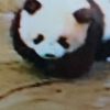 koji19611312