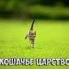 koshachezarstvo