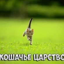 koshachezarstvo
