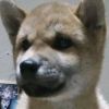 kukki.pochi