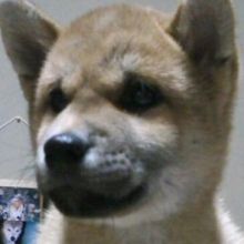 kukki.pochi