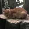 kyoto.catizen