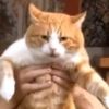 latyninacat