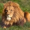 leo19539