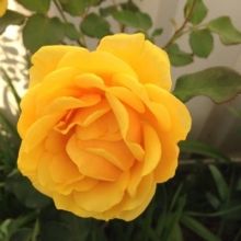 lorrainemary59