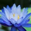 lotusbleu888