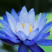 lotusbleu888
