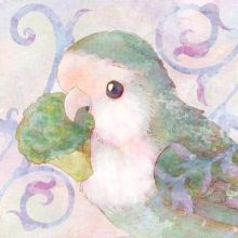 lovebirdshowcas