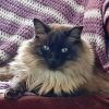 luciecatnip