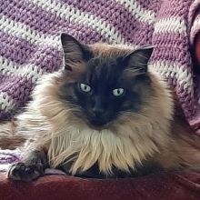 luciecatnip
