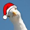 majstcseagull