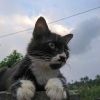 malaysiandaily