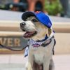 metsvetdog