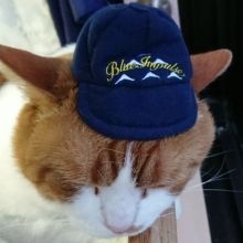 mieniaisacat