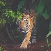 mikethetiger