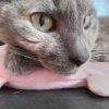milkychii.neko
