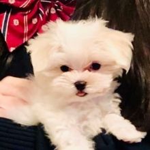 mimi26277673