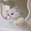 mivichan123