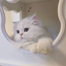 mivichan123