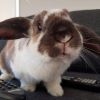 moatybuns