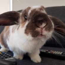 moatybuns