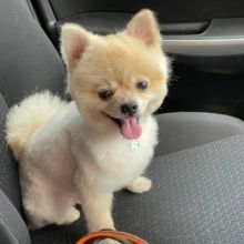 moko0701221