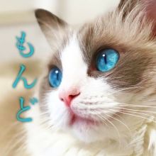 mondoragdoll