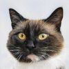 monicat16832580