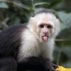 monkeybieb