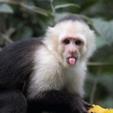 monkeybieb