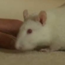 mousefeet