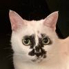 muddycat.atami