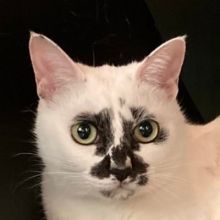 muddycat.atami